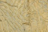 Pennsylvanian, Fossil Microbial Mat - Oklahoma #301901-1